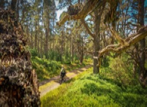 Cyclist in the Black Wood of Rannoch  - part of the West Coast Cycle Trail